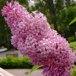 Сирень венгерская (V3л)(цветки лиловые)