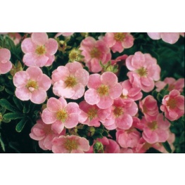 Лапчатка кустарниковая Ловели Пинк (V2л)(цветки ярко розовые)