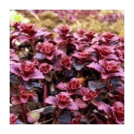 Седум ложный Пурпуреум Винтер (Р9) (лист пурпурный)